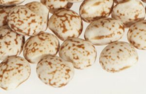 Lupin Seeds