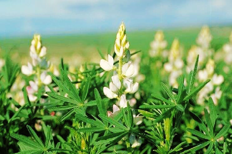 Lupin Plant